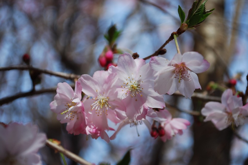 Galleries Planters' Choice